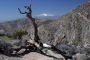 13JoshuaTree - 65
